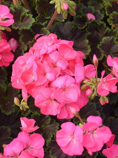 Geranium - Zonal Tall Dark and Handsome Hot Pink