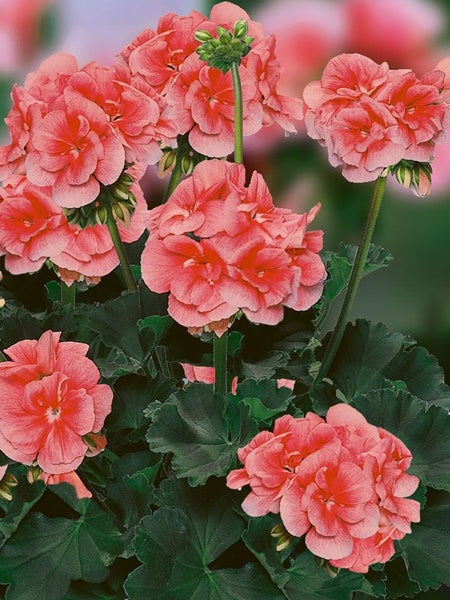 Geranium - Zonal Darko Salmon