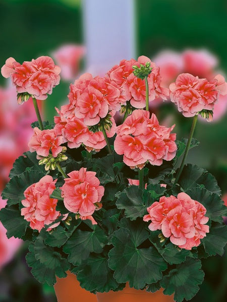 Geranium - Zonal Darko Salmon