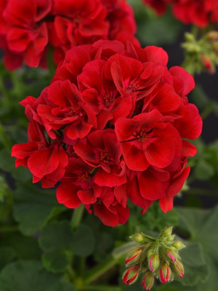 Geranium - Zonal  Galaxy Raspberry Sizzle