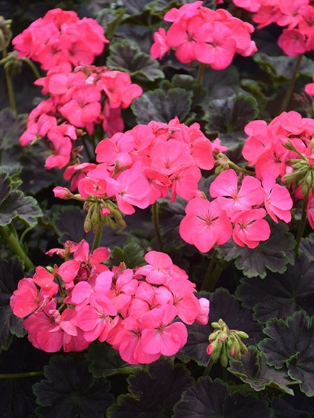 Geranium - Zonal Tall Dark and Handsome Hot Pink