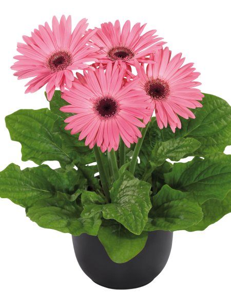Gerbera - Floriline Maxi Pink
