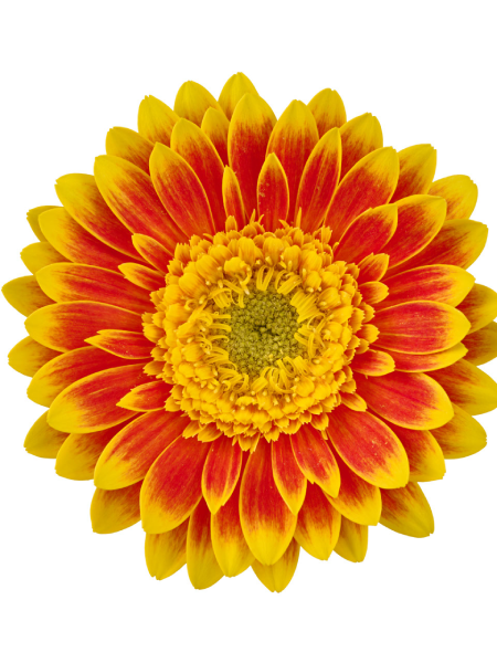 Gerbera Garvinea - Sweet Blaze