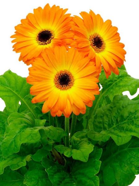Gerbera - Floriline Maxi Fireball