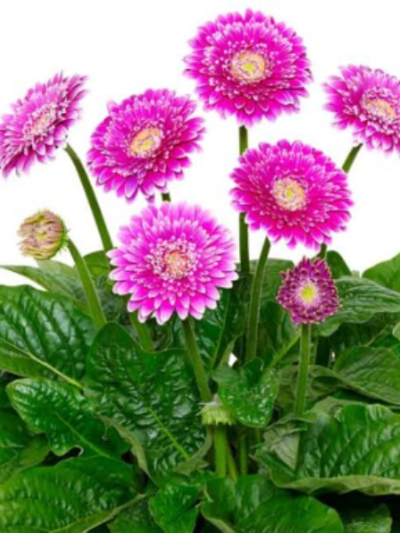 Gerbera - Majestic Purple