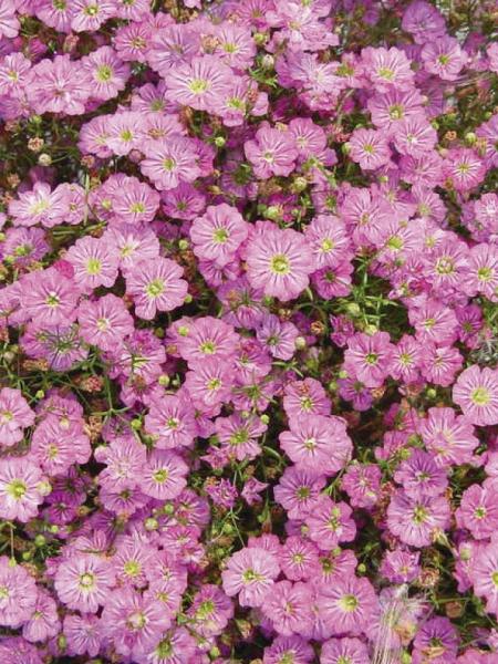Gypsophila - Baby's Breath Gypsy Deep Rose