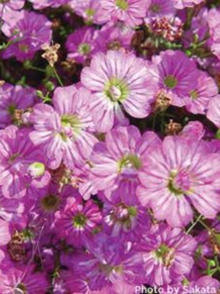 Gypsophila - Baby's Breath Gypsy Deep Rose