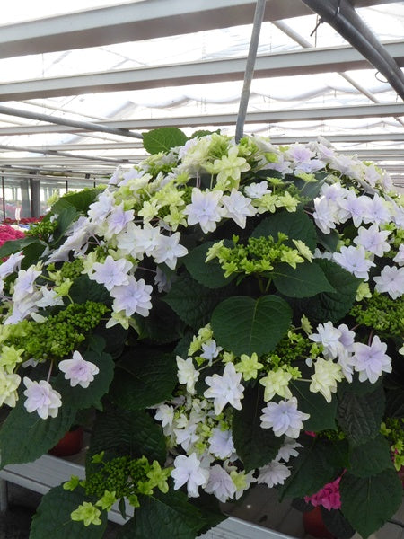 Hanging Basket - Hubba Haba Soft Blue Hydrangea