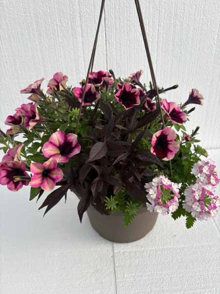 Hanging Basket - Blackberry Belle