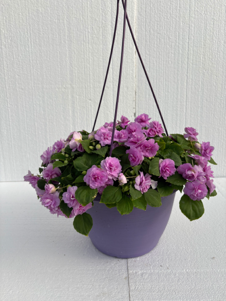 Hanging Basket - Double Impatiens Lavender