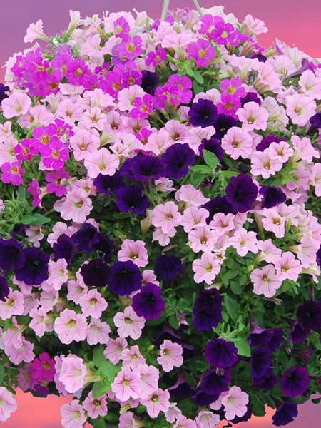 Hanging Basket - Little Moments