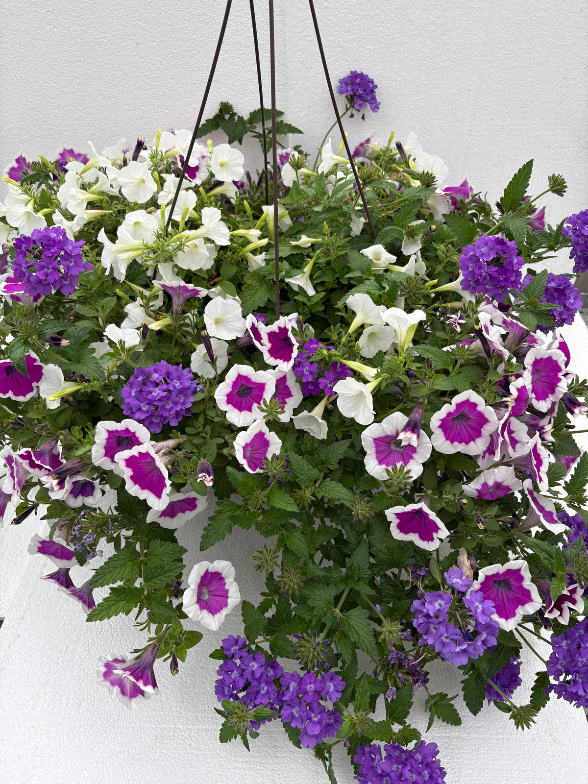 Hanging Basket -Moonlit Lavender