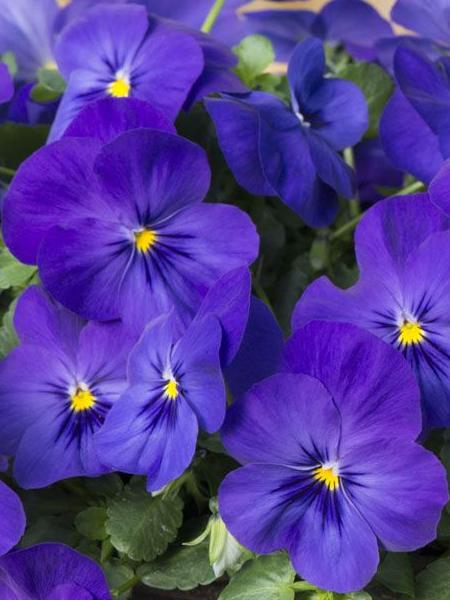 Hanging Basket - Pansy Spreading Cool Wave Blue