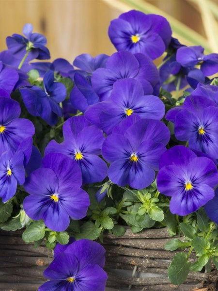 Hanging Basket - Pansy Spreading Cool Wave Blue