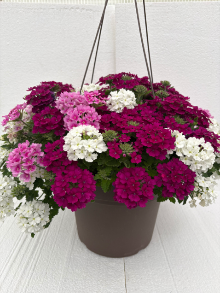 Hanging Basket - Pomegranate Sugar