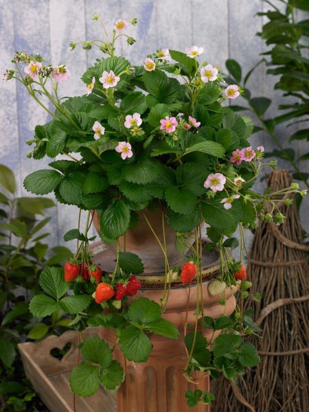 Hanging Basket - Strawberry Berri Basket Appleblossom