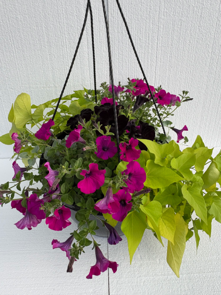 Hanging Basket - Sweet Vine