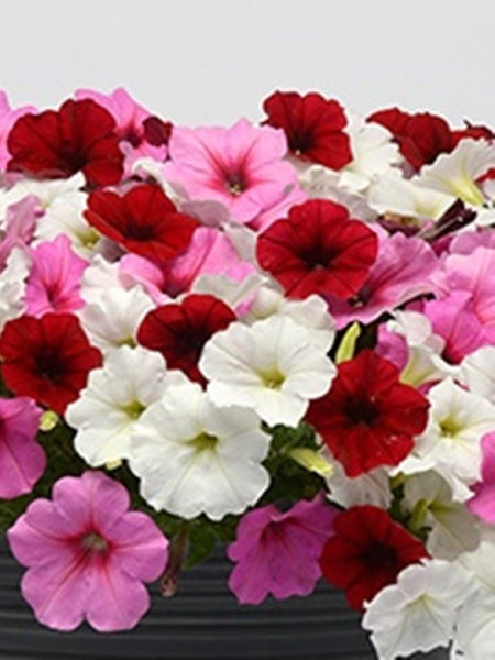 Hanging Basket - Very Valentine