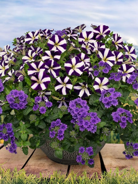 Hanging Basket - Wild Blue Yonder