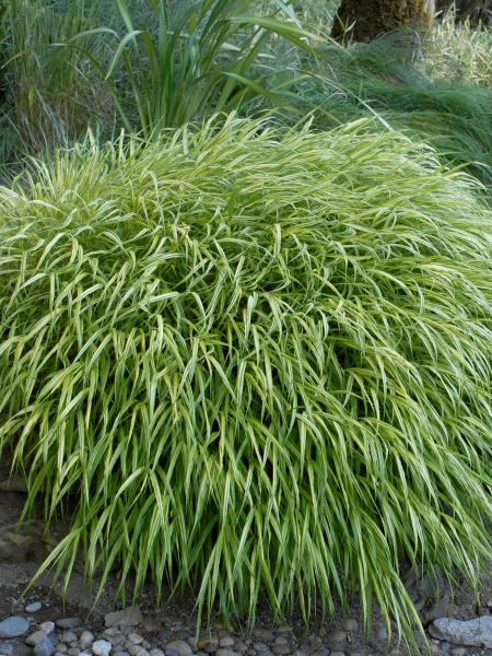 Hakonechloa - Aureola