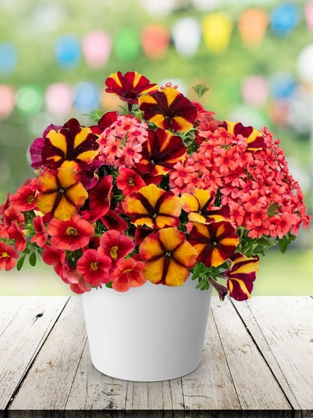Hanging Basket - Muka Laka-Hiki