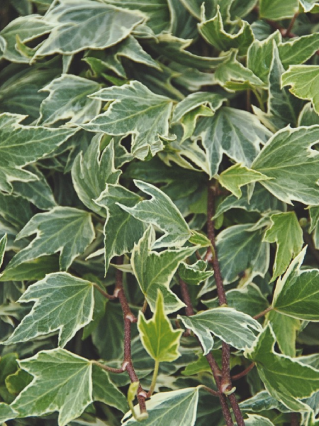 Hedera - White Ripple
