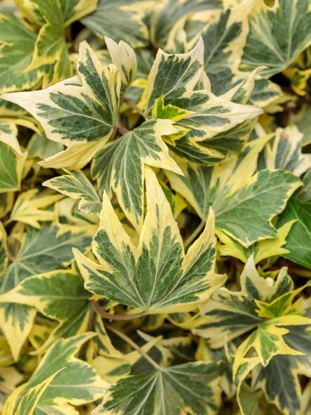 Hedera - Yellow Ripple