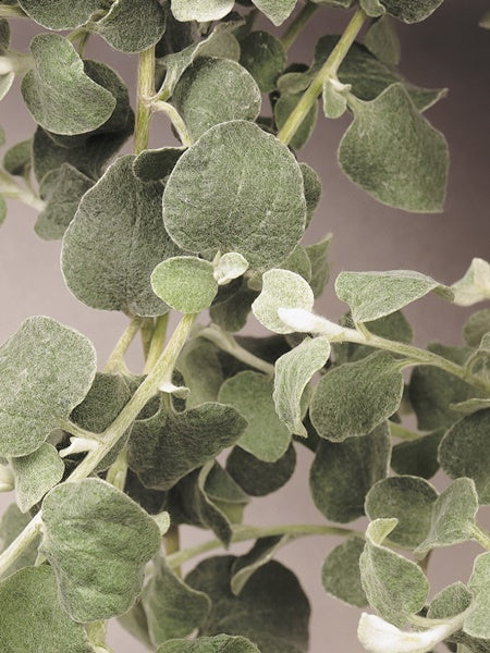 Helichrysum - Licorice