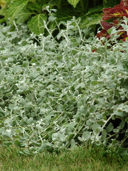 Helichrysum - Licorice