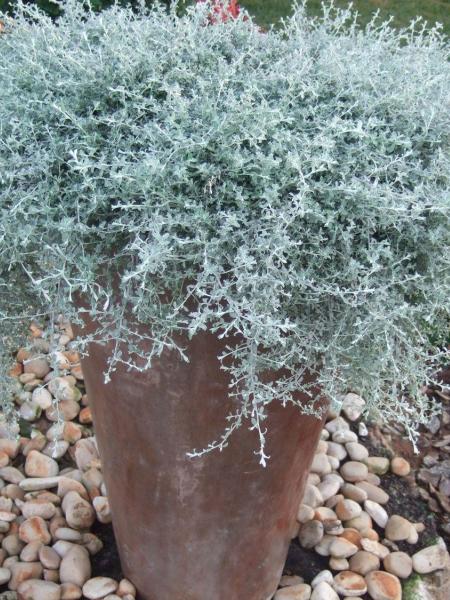 Helichrysum - Silver Star