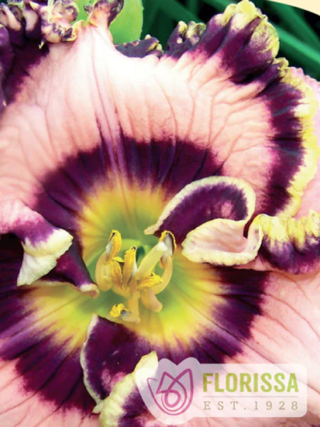Hemerocallis Daylily Vegas Jackpot