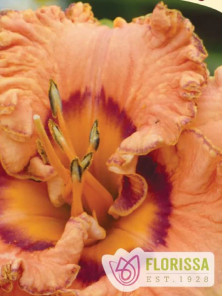 Hemerocallis - Daylily Reblooming Remembering Grace