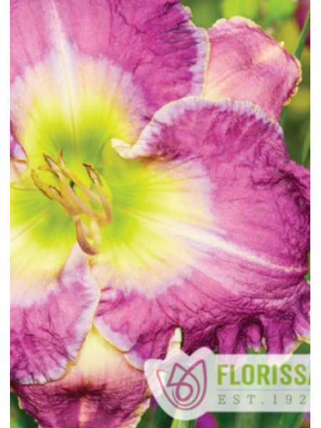 Hemerocallis Daylily Ring the Bells of Heaven