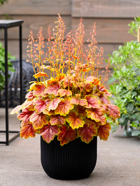 Heuchera - Coral Bells Indian Summer Eternal Flame