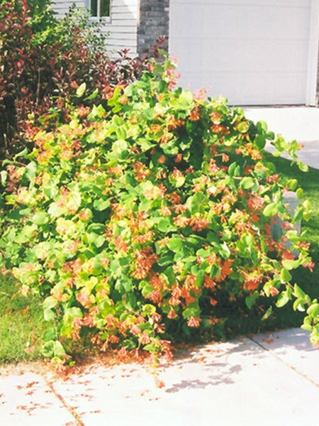 Honeysuckle Vine - Mandarin - 1 Gallon