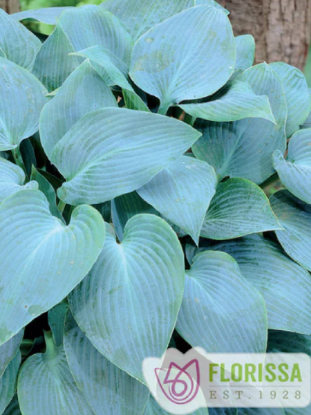 Hosta Canadian Blue