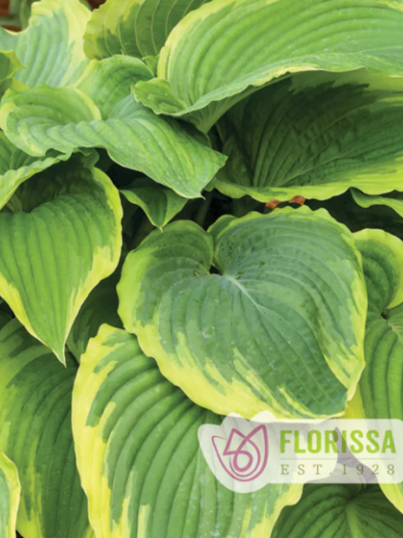 Hosta Drop Dead Gorgeous
