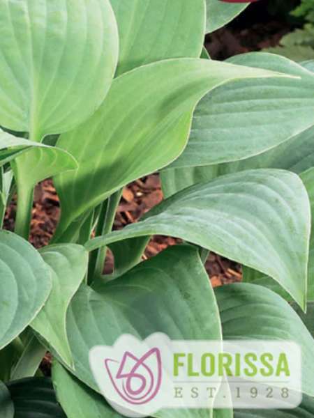 Hosta Fragrant Blue