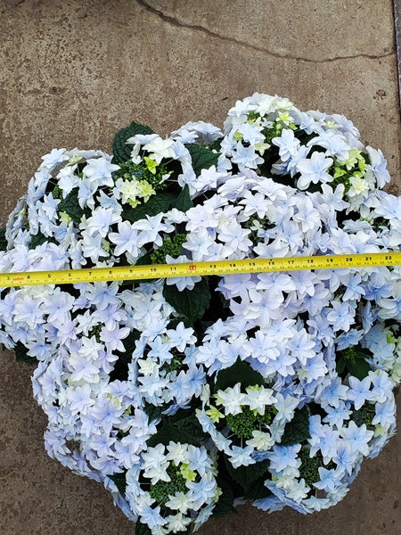 Hanging Basket - Hubba Haba Soft Blue Hydrangea