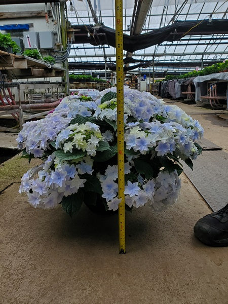 Hanging Basket - Hubba Haba Soft Blue Hydrangea