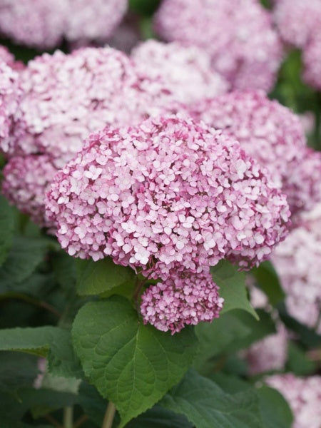 Hydrangea - Incrediball® Blush - 2 Gallon