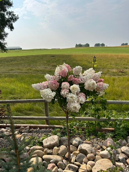 Hydrangea - Quick Fire®- 10 Gallon Tree Form
