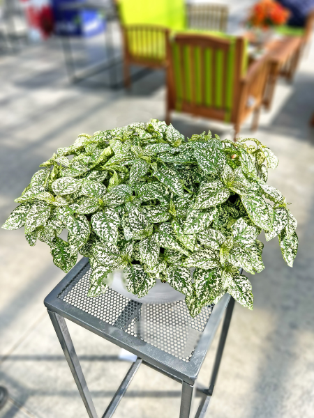 Hypoestes - Lotty Dotty White
