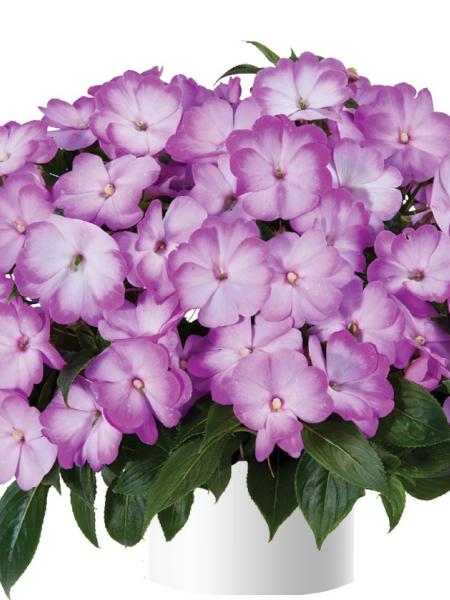 Impatiens - N.G. Radiance Harmony Lilac