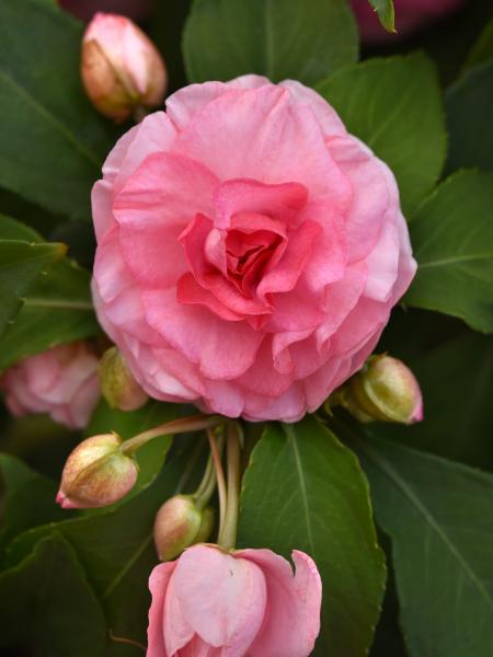 Double Impatiens - Glimmer™ Pink
