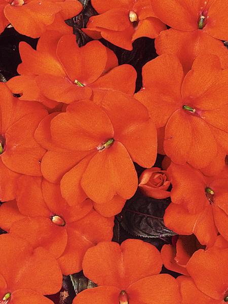 Impatiens - N.G. Celebration Orange