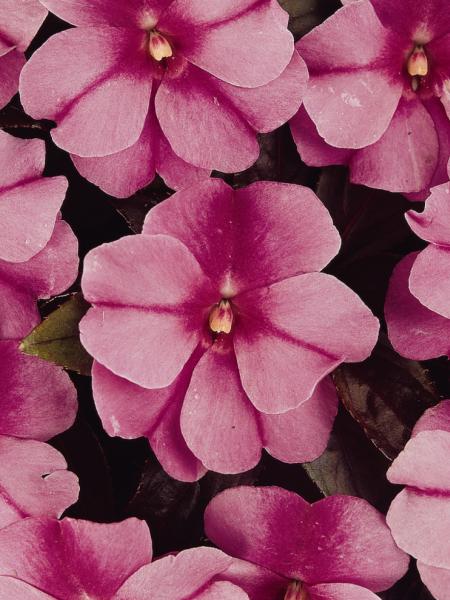 Impatiens - N.G. Celebration Purple Star