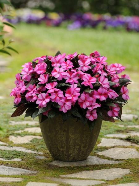 Impatiens - N.G. Celebration Purple Star
