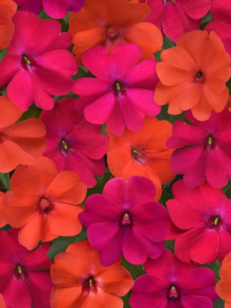 Impatiens - Solarscape Mix Voodoo