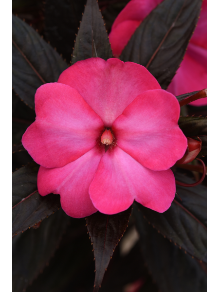 Impatient N.G. Clockwork Hot Pink Glow